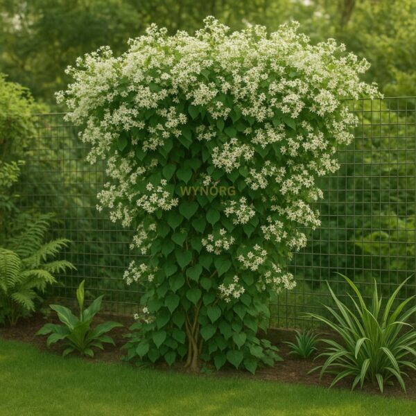 manimulla plant (porana paniculata) climbing jasmine | snow creeper manimulla plant (porana paniculata) climbing jasmine | snow creeper