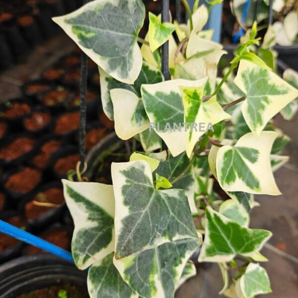english ivy variegated – hanging indoor plant