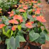 anthurium red plant – elegant indoor flowering plant