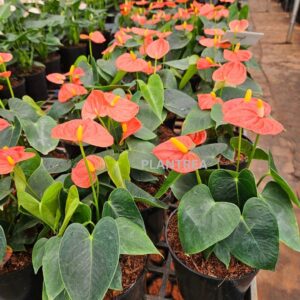 anthurium red plant – elegant indoor flowering plant