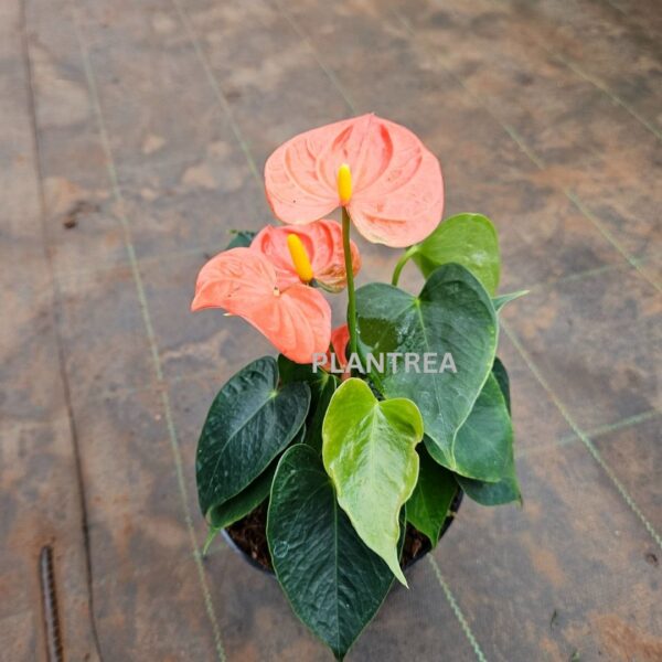 anthurium red plant – elegant indoor flowering plant anthurium red plant – elegant indoor flowering plant