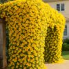 cat's claw & manimulla jasmine | yellow & white flowering vine combo | fast cover for fences & trellises