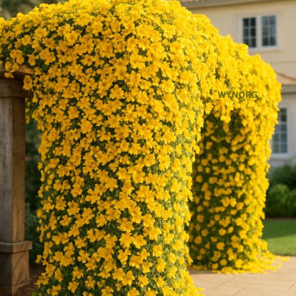 cat's claw & manimulla jasmine | yellow & white flowering vine combo | fast cover for fences & trellises cat's claw & manimulla jasmine | yellow & white flowering vine combo | fast cover for fences & trellises
