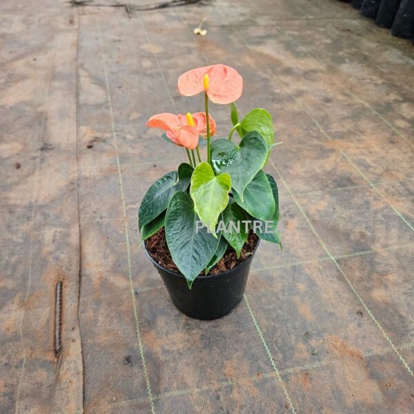 anthurium red plant – elegant indoor flowering plant anthurium red plant – elegant indoor flowering plant