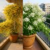 cat's claw & manimulla jasmine | yellow & white flowering vine combo | fast cover for fences & trellises