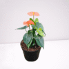 anthurium red plant – elegant indoor flowering plant