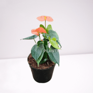 anthurium red plant – elegant indoor flowering plant