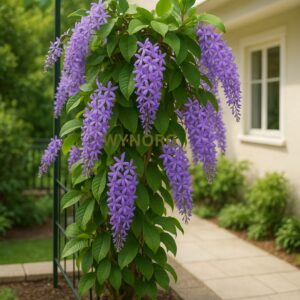 petrea purple plant – sandpaper vine / queen’s wreath | purple flowering creeper for garden, balcony & pergola