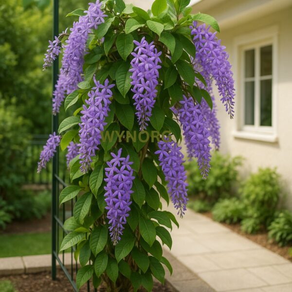 petrea purple plant – sandpaper vine / queen’s wreath | purple flowering creeper for garden, balcony & pergola