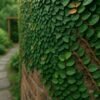 wall creeper plant – ficus pumila green leaves | fast growing climber for vertical walls & indoor decor – plantrea