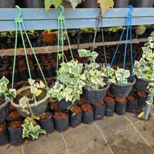 english ivy variegated – hanging indoor plant