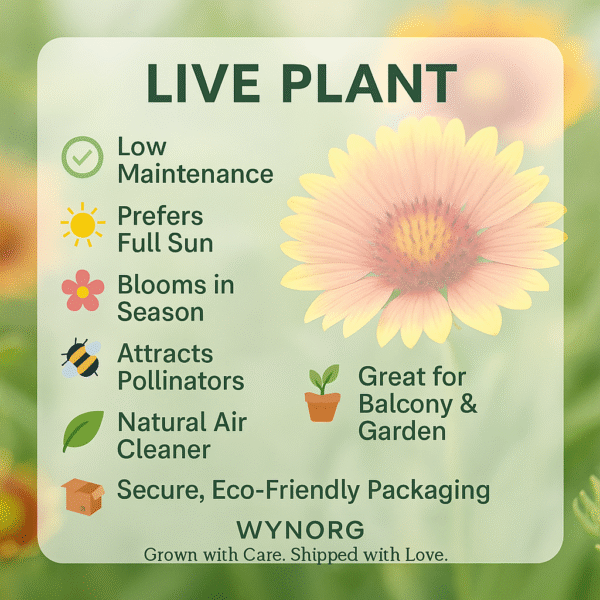 manimulla plant (porana paniculata) climbing jasmine | snow creeper