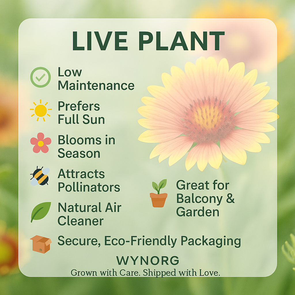 manimulla plant (porana paniculata) climbing jasmine | snow creeper