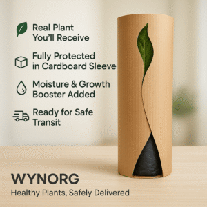 manimulla plant (porana paniculata) climbing jasmine | snow creeper