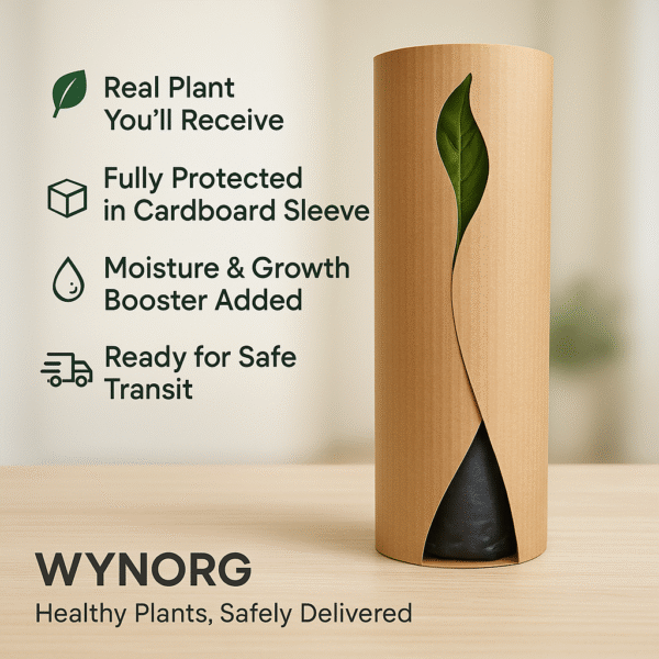 manimulla plant (porana paniculata) climbing jasmine | snow creeper