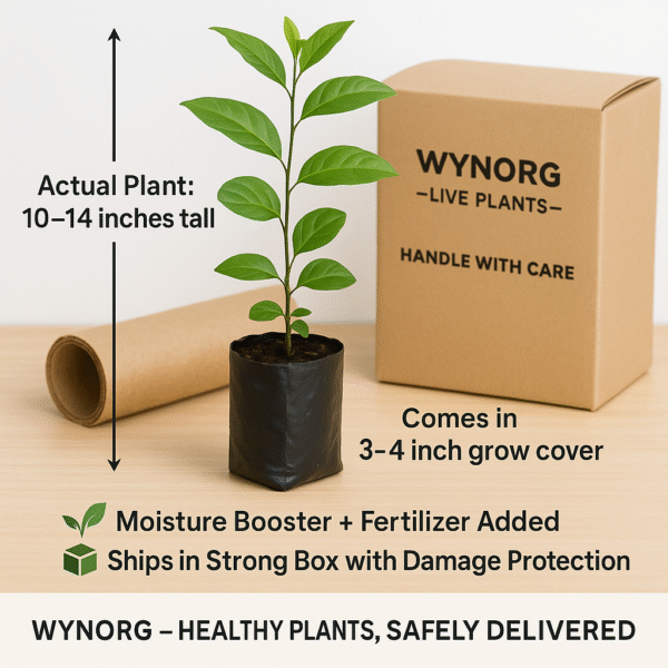 manimulla plant (porana paniculata) climbing jasmine | snow creeper