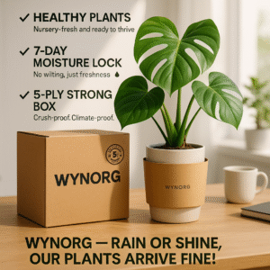 manimulla plant (porana paniculata) climbing jasmine | snow creeper