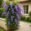 petrea purple plant – sandpaper vine / queen’s wreath | purple flowering creeper for garden, balcony & pergola