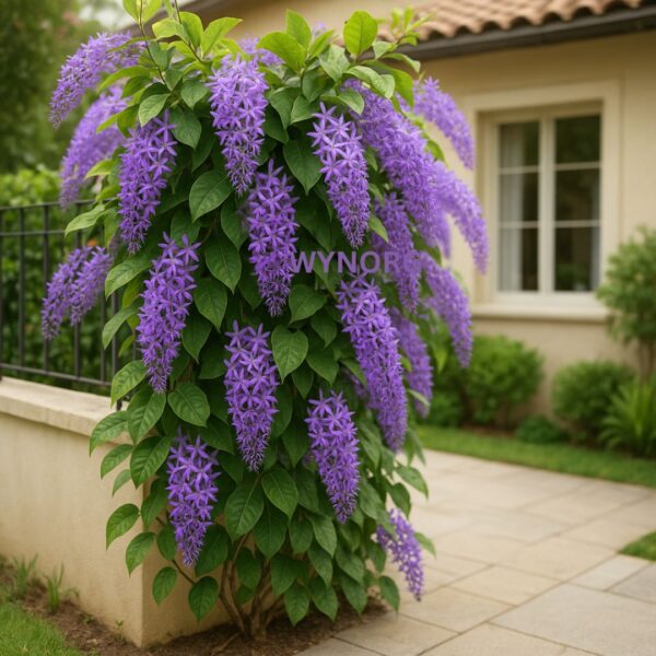 petrea purple plant – sandpaper vine / queen’s wreath | purple flowering creeper for garden, balcony & pergola