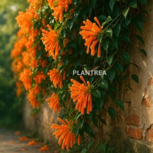 drooping funnel shaped trumpet flowers.