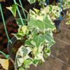 english ivy variegated – hanging indoor plant