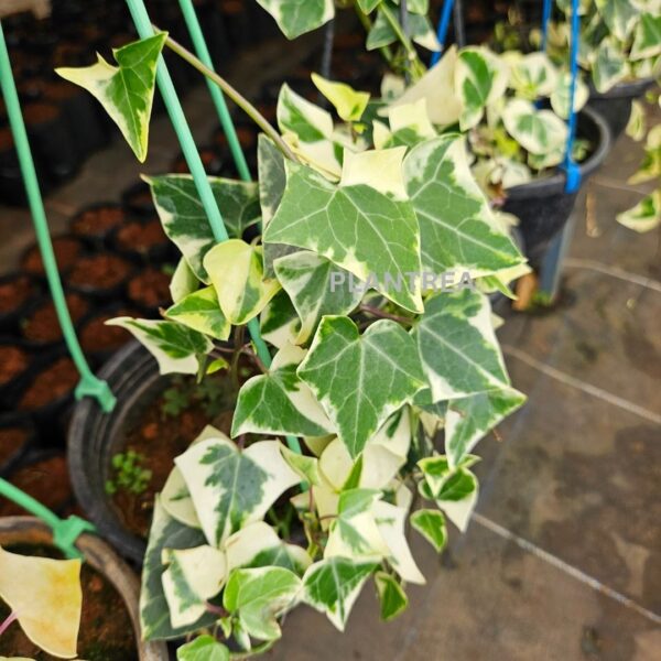 english ivy variegated – hanging indoor plant