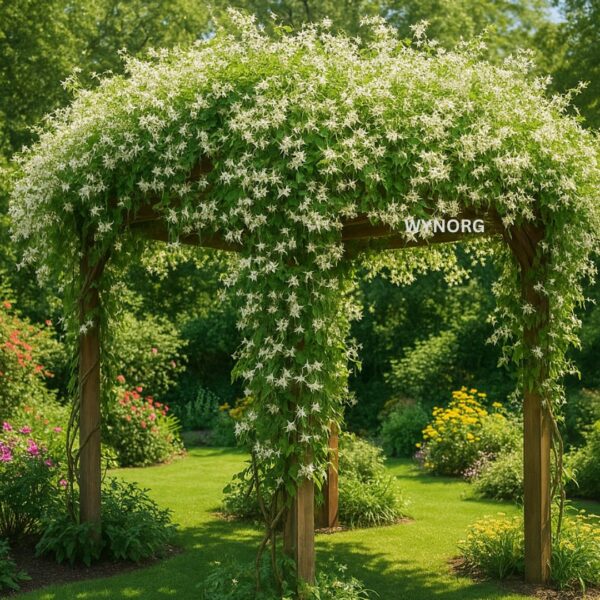 manimulla plant (porana paniculata) climbing jasmine | snow creeper manimulla plant (porana paniculata) climbing jasmine | snow creeper