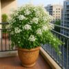 manimulla plant (porana paniculata) climbing jasmine | snow creeper