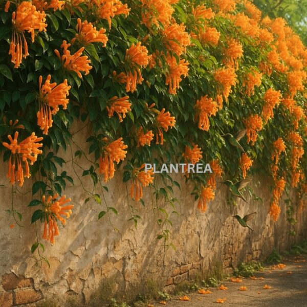 drooping funnel shaped trumpet flowers.