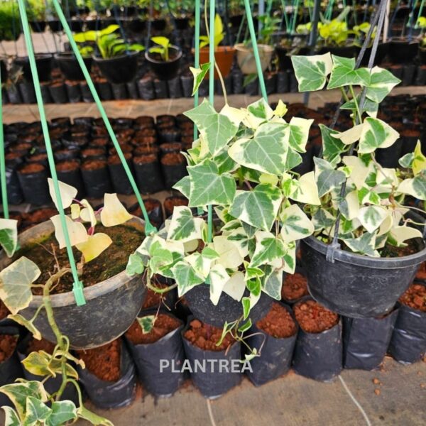 english ivy variegated – hanging indoor plant