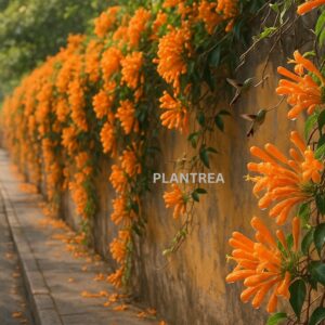 drooping funnel shaped trumpet flowers.