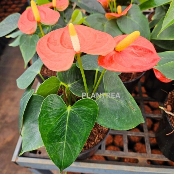 anthurium red plant – elegant indoor flowering plant anthurium red plant – elegant indoor flowering plant