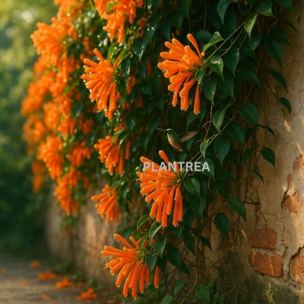 drooping funnel shaped trumpet flowers.