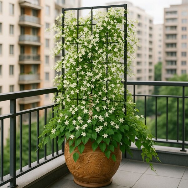 cat's claw & manimulla jasmine | yellow & white flowering vine combo | fast cover for fences & trellises cat's claw & manimulla jasmine | yellow & white flowering vine combo | fast cover for fences & trellises