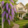 petrea purple plant – sandpaper vine / queen’s wreath | purple flowering creeper for garden, balcony & pergola