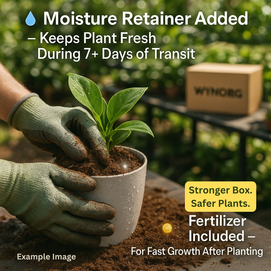 manimulla plant (porana paniculata) climbing jasmine | snow creeper