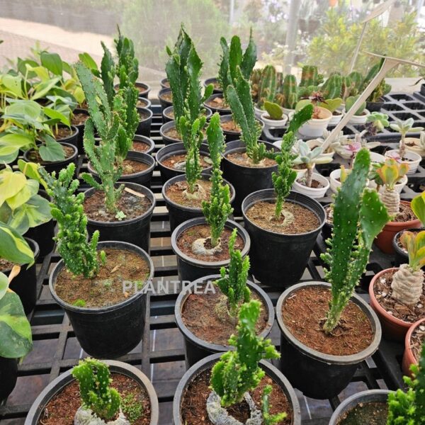 cactus plant in 4 inch pot – low maintenance indoor & outdoor plant