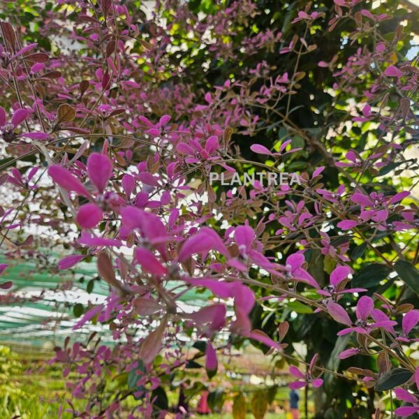 congea (petrea pink) plant – rare cascading flowering creeper