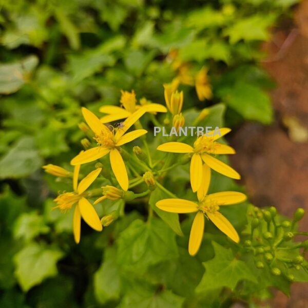 yellow bridal bouquet plant – rare flowering climber