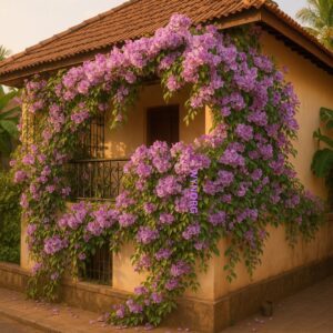 garlic vine plant – mansoa alliacea | fragrant purple blooms | ornamental climber