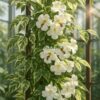 tecoma variegated plant | live ornamental shrub with white flowers & variegated foliage | indoor outdoor garden plant