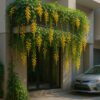 golden cascade plant – bright yellow flowering creeper for garden & outdoor spaces