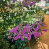congea (petrea pink) plant – rare cascading flowering creeper