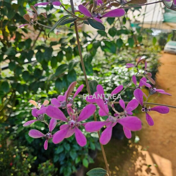 congea (petrea pink) plant – rare cascading flowering creeper