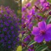 melastoma purple plant – hardy flowering shrub | five petaled purple flowers for borders & landscapes