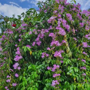 garlic vine plant – mansoa alliacea | fragrant purple blooms | ornamental climber