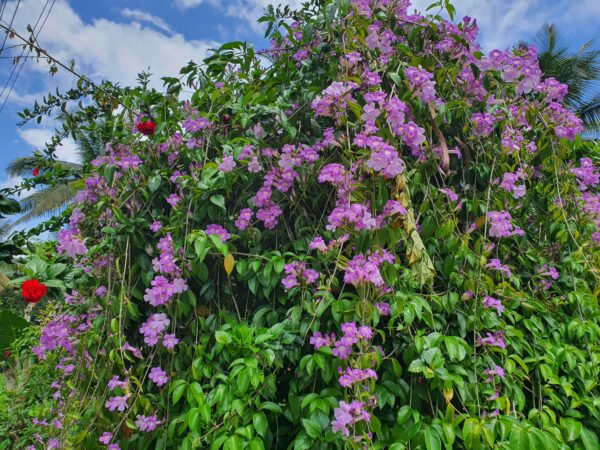 garlic vine plant – mansoa alliacea | fragrant purple blooms | ornamental climber