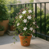 pink jasmine plant – fragrant flowering creeper for home & garden