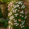 pink jasmine plant – fragrant flowering creeper for home & garden