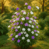yesterday, today & tomorrow plant (brunfelsia) – unique color changing flowering shrub